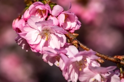 Körsbärsblommor i rosa och vitt